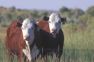 Nuestro ganado vacuno en campos naturales